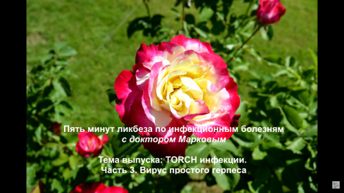 Відіотека.